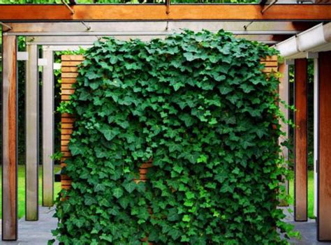 Buy Plants Online Hedera Helix Starcommon Ivy Climber Free Post