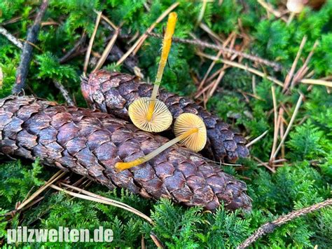 Orangeschneidiger Helmling Feuriger Helmling Mycena Aurantiomarginata