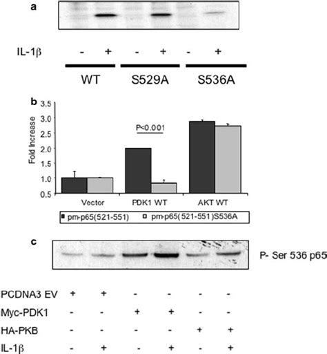 Pdk1 Mediated Increased Transactivation Is Dependant On P65 Ser536 A Download Scientific