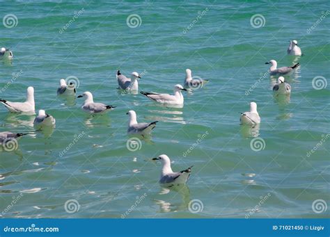 Sea Gulls Swimming Stock Photo Image Of Western White 71021450