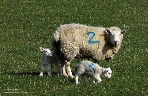 Two Day Old Twins In Ballaugh Manx Scenes Photography