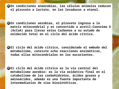 Ppt Ciclo Del Acido C Trico Ciclo De Krebs El Ciclo De Krebs