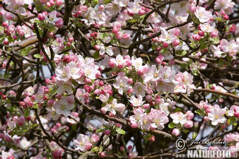 Malus Photos, Malus Images, Nature Wildlife Pictures | NaturePhoto