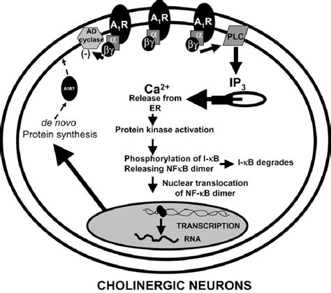 Intracellular Signal Transduction Pathway As Deduced From The