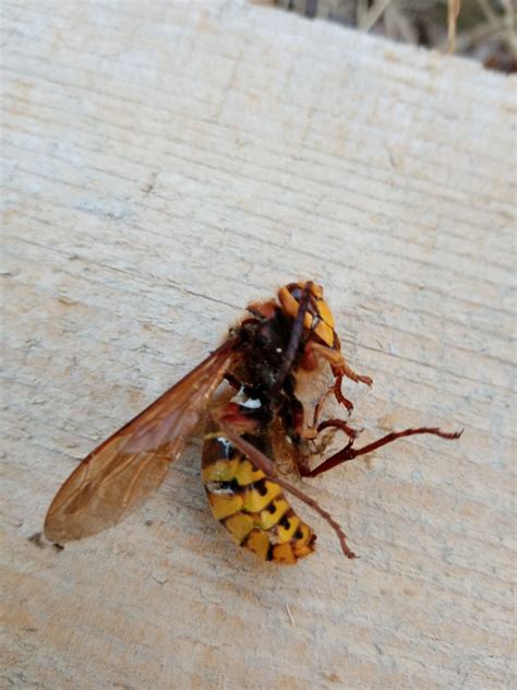 entomology - Identification - hornet - Biology Stack Exchange