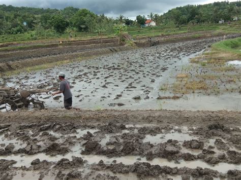 Cara Menanam Padi Sawah Tadah Hujan Idnfarmers