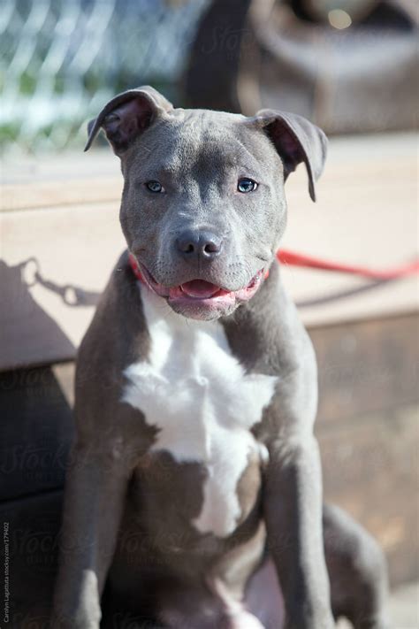 Handsome Grey And White Pit Bull Puppy | Stocksy United