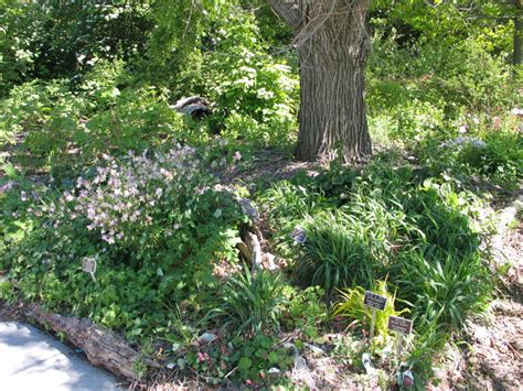 Native Plant School Natives For The Shade Native Shrubs Dyck