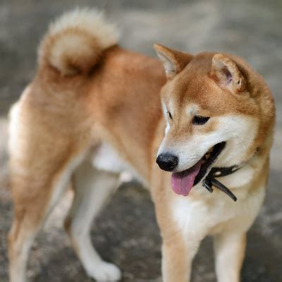 Le Shiba Inu caractère éducation et prix