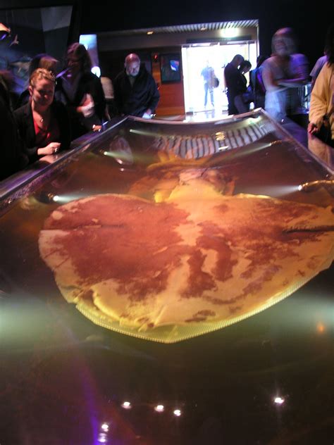 Colossal Squid At Te Papa Biggest Squid Ever Ever Squidt Flickr