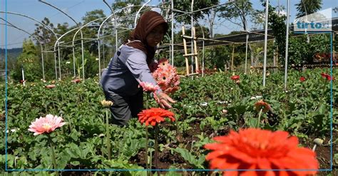 Tak Berpihak Kepada Petani API Tolak RUU Sistem Budidaya Pertanian