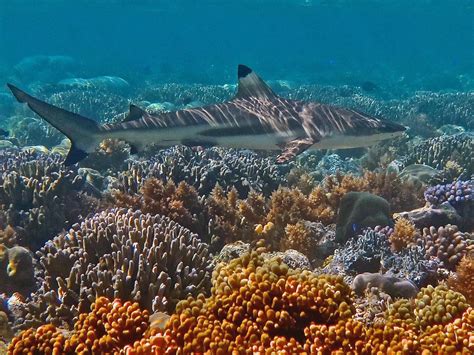 Best Snorkeling Sites Series Palau Oceanic Society