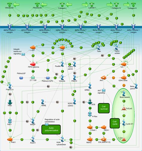 Cytoskeleton Remodeling Integrin Outside In Signaling Pathway Map