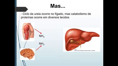 Ureia Precisa De Jejum LIBRAIN