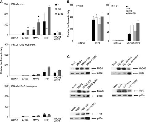 Effects Of The P Mapk Signaling Pathway On Ifn L Promoter Activity