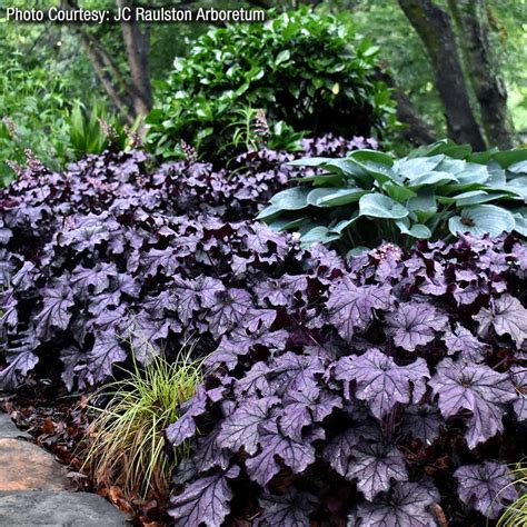 Heuchera Grande™ ‘amethyst Terra Nova® Nurseries Inc