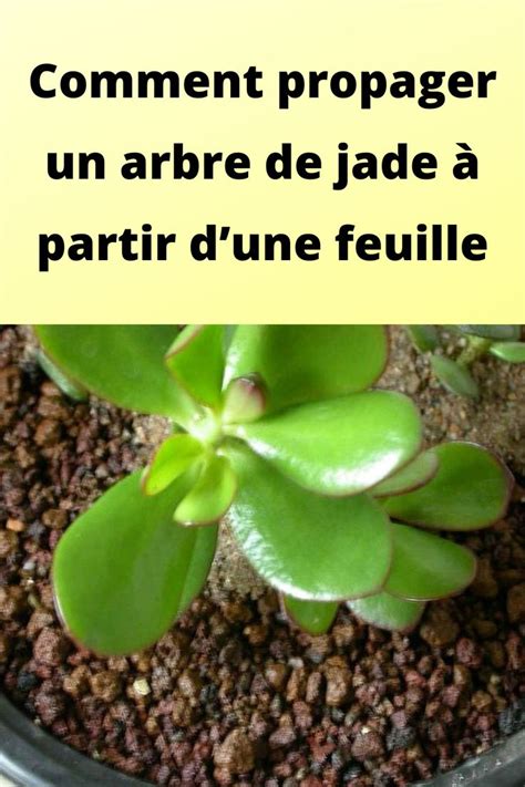 Comment Propager Un Arbre De Jade Partir Dune Feuille Jardins De