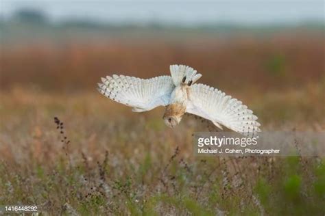 Swooping Owl Photos And Premium High Res Pictures Getty Images