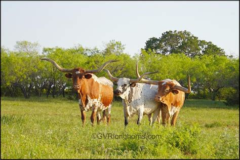 join our Texas longhorn cowmoonity. at GVRlonghorns.com Cattle Farming ...