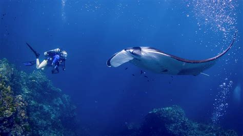 Best Scuba Diving Phuket Thailand With All Diving Encounter With Manta