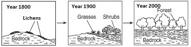 Ecological Succession Diagram Quizlet