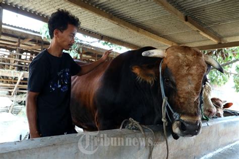 Presiden Jokowi Pilih Sapi Kurban Jenis Limosin Berbobot 1 Ton Lebih