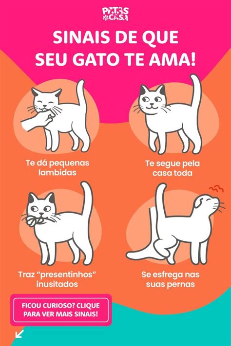 Sinais De Que Seu Gato Te Ama Como Cuidar De Gatos Gatos De