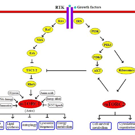 Schematic Overview Of The Mtor Signaling Pathway With The Most