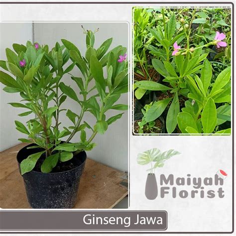 Jual Tanaman Herbal Ginseng Jawa Kolesom Jawa Som Jawa Talinum