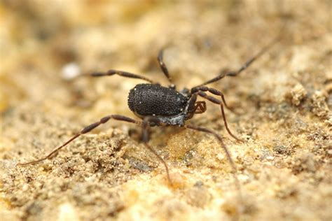 Centetostoma Juberthiei From Angoustrine Villeneuve Des Escaldes