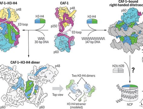 Structural Insights Into Histone Binding And Nucleosome Assembly By