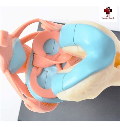 Anatomia do Joelho articulações Anatomias humanas e animais para estudo