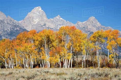 Wy Grand Teton National Park Aspen Trees With Teton Range Stock