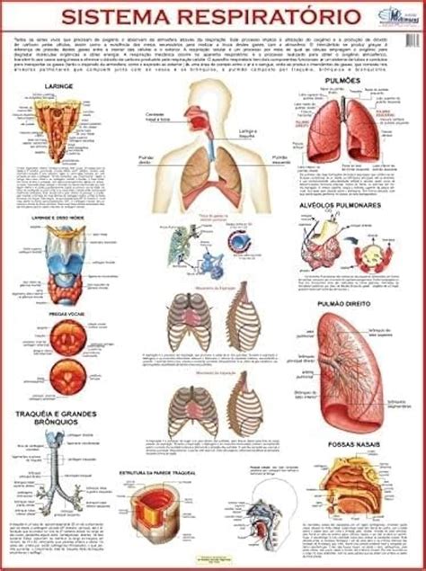 Mapa De Anatomia Humana Sistema Respirat Rio Multimapas