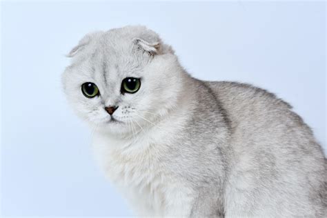 Kucing Scottish Fold Fakta Unik Dan Cara Merawatnya Pet Care