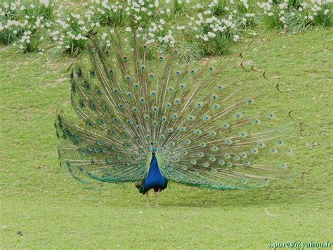 Paon bleu Pavo cristatus faisant la roue Le Parc de Clè Flickr