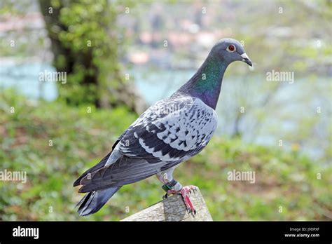 Beringte Brieftaube Fotos Und Bildmaterial In Hoher Aufl Sung Alamy