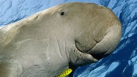 9 Fakta Ikan Duyung Alias Dugong Hewan Mamalia Yang Hidup Di Perairan