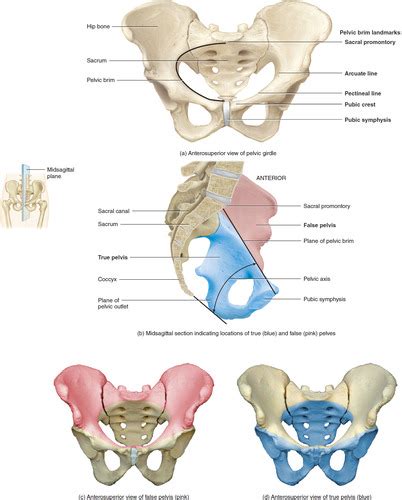 Female Pelvic Anatomy Muscles Skeletal Spaces And Ligaments Test 1