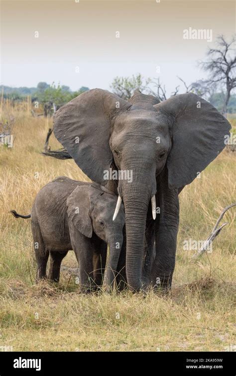 African Elephant Adult And Baby Elephants Okavango Delta Botswana