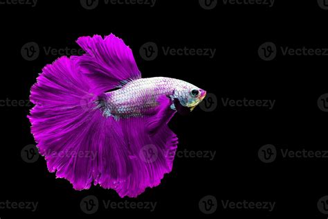 Purple Betta Fish Fancy Halfmoon Betta The Moving Moment Beautiful Of