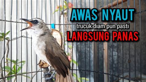 Trucukan Gacor Tarung Ropel Panjang Ini Paling Ampuh Buat Pancingan