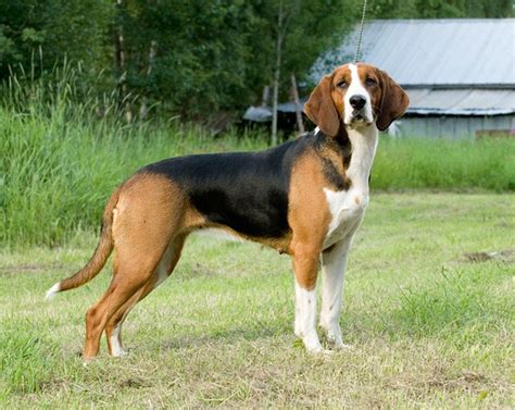 Beautiful Finnish Hound dog photo and wallpaper. Beautiful Beautiful ...