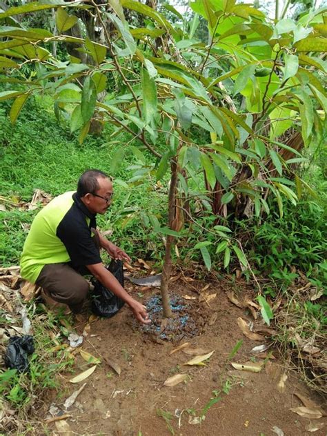 Cara Menanam Durian Pendek Cepat Berbuah Info Tanaman Buah