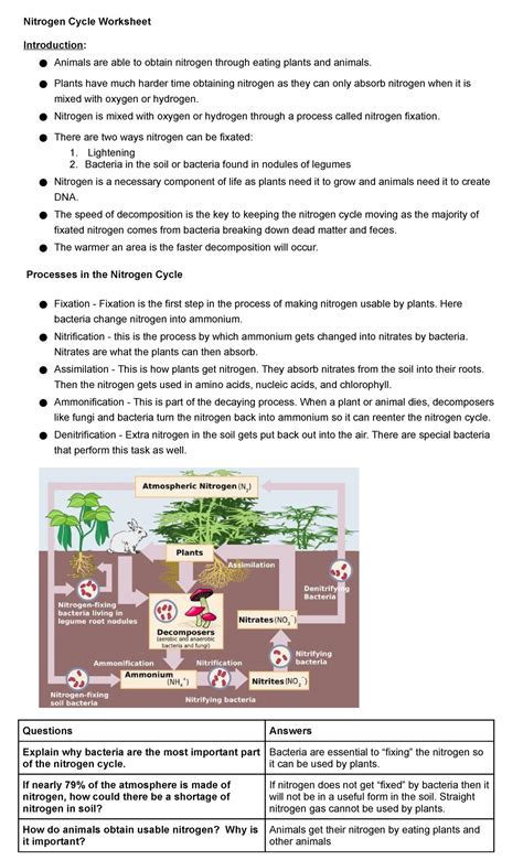 Courtney Lyles Nitrogen Cycle Worksheet Nitrogen Cycle