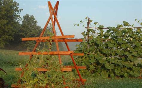 Simple Squash Trellis Squash Trellis Grow Squash Vertically Tomato