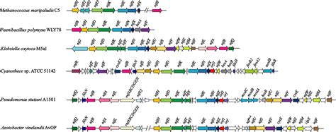 Transfer Of Nitrogen Fixation Nif Genes To Nondiazotrophic Hosts