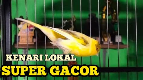 Kenari Lokal Super Gacor Youtube