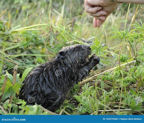 Beaver Stock Photos. Baby Beaver, Baby Beaver Close-up Profile View Eating Grass Stock Photo ...