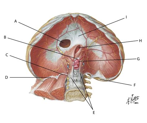 Ana 2070 Diaphragm Diagram Quizlet